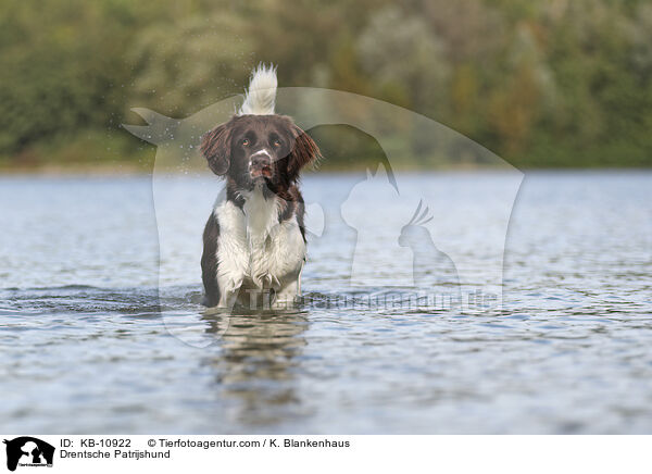 Drentsche Patrijshund / Drentsche Patrijshund / KB-10922