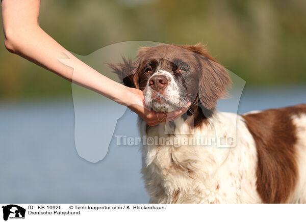 Drentsche Patrijshund / KB-10926