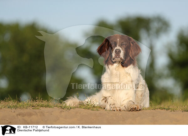 Drentsche Patrijshund / KB-11712