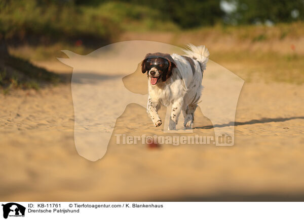 Drentsche Patrijshund / KB-11761