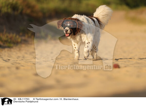 Drentsche Patrijshund / KB-11763