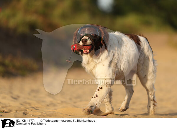 Drentsche Patrijshund / KB-11771