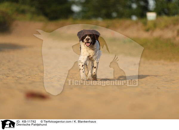 Drentsche Patrijshund / KB-11782