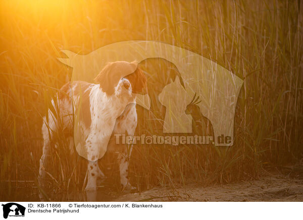 Drentsche Patrijshund / KB-11866