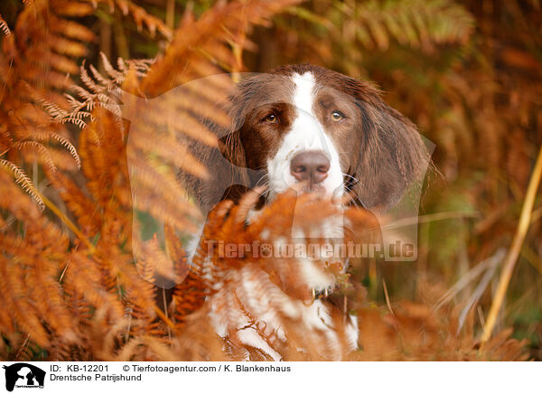 Drentsche Patrijshund / KB-12201