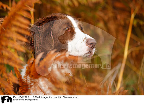 Drentsche Patrijshund / KB-12203
