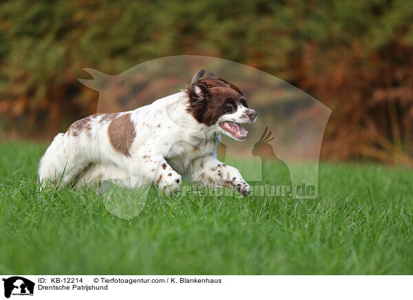 Drentsche Patrijshund / KB-12214