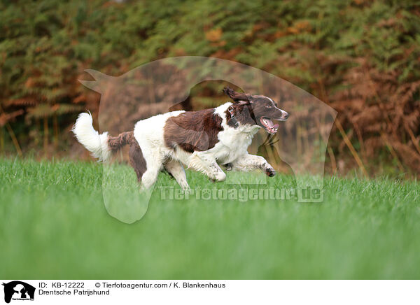 Drentsche Patrijshund / KB-12222