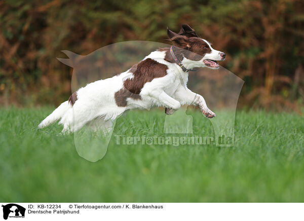Drentsche Patrijshund / KB-12234