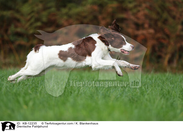 Drentsche Patrijshund / KB-12235