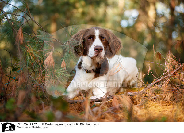 Drentsche Patrijshund / KB-12257