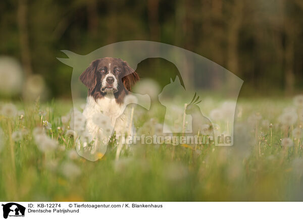 Drentsche Patrijshund / KB-12274