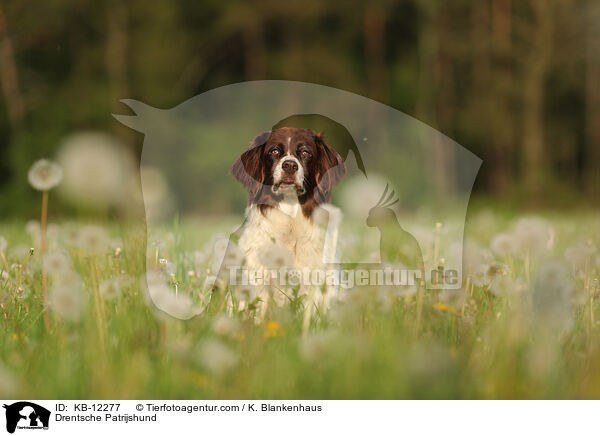 Drentsche Patrijshund / KB-12277
