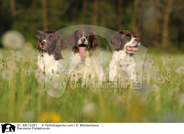 Drentsche Patrijshunde / Drentsche Patrijshunds / KB-12281