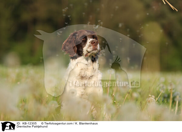 Drentsche Patrijshund / KB-12305