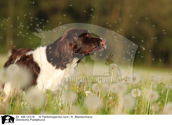 Drentsche Patrijshund / KB-12318