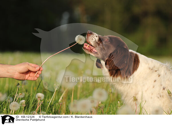Drentsche Patrijshund / KB-12326