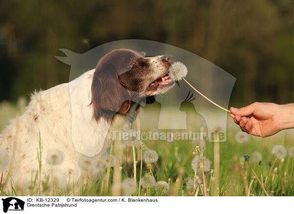 Drentsche Patrijshund / Drentsche Patrijshund / KB-12329
