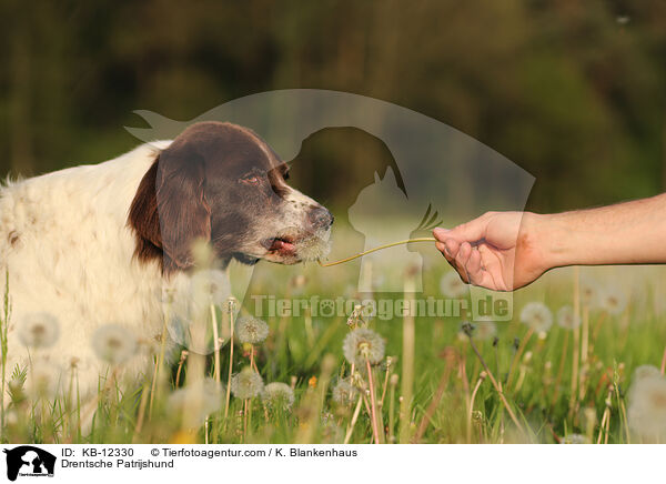 Drentsche Patrijshund / Drentsche Patrijshund / KB-12330