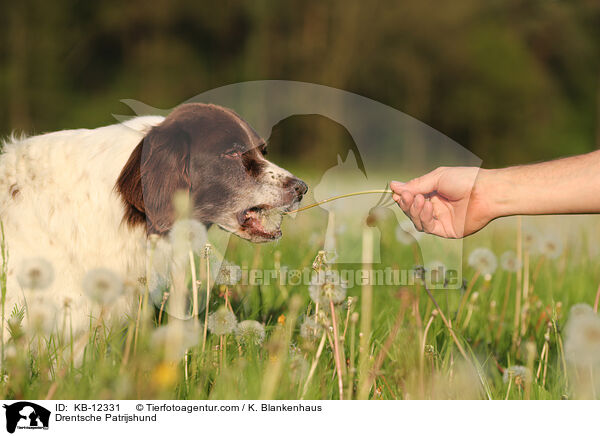 Drentsche Patrijshund / Drentsche Patrijshund / KB-12331