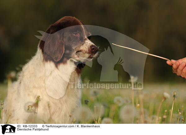 Drentsche Patrijshund / KB-12333