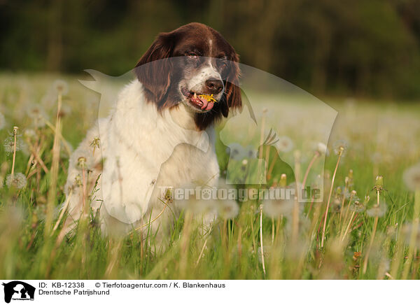 Drentsche Patrijshund / KB-12338