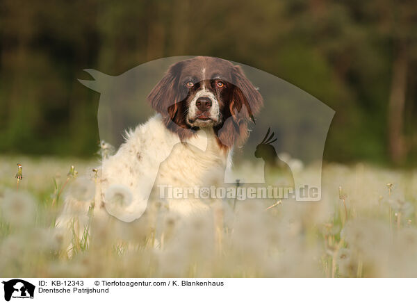 Drentsche Patrijshund / KB-12343