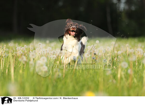 Drentsche Patrijshund / KB-12352