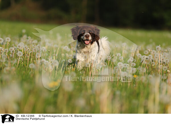Drentsche Patrijshund / KB-12366