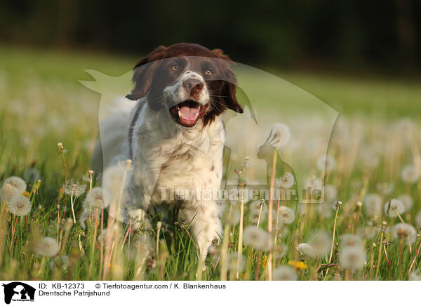 Drentsche Patrijshund / KB-12373