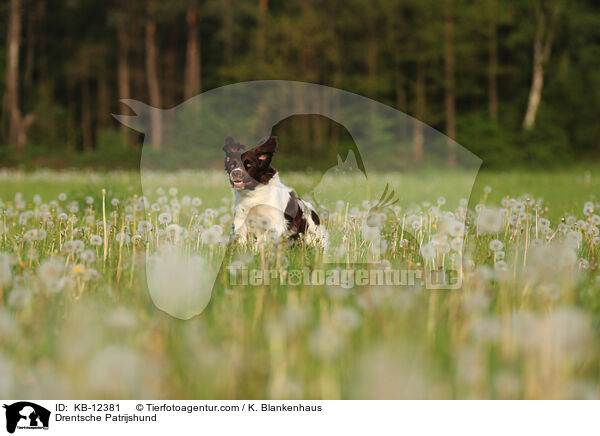 Drentsche Patrijshund / Drentsche Patrijshund / KB-12381