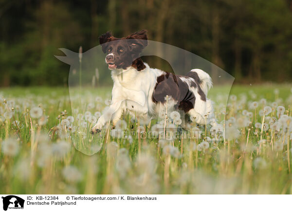 Drentsche Patrijshund / KB-12384