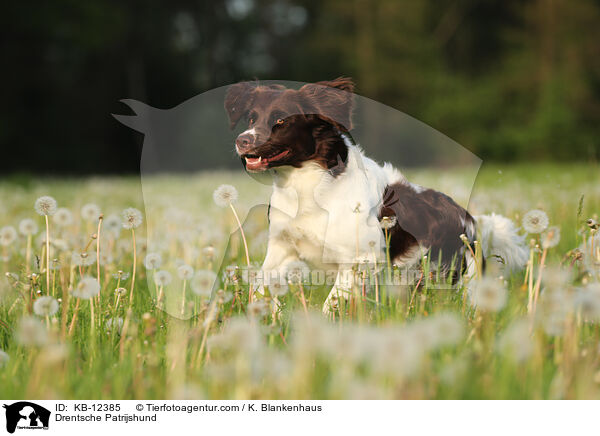 Drentsche Patrijshund / KB-12385