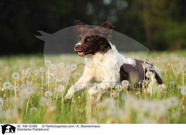 Drentsche Patrijshund / KB-12386