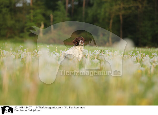 Drentsche Patrijshund / KB-12407