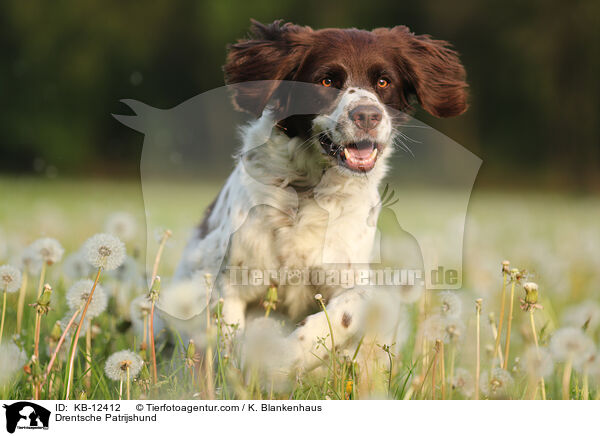 Drentsche Patrijshund / KB-12412