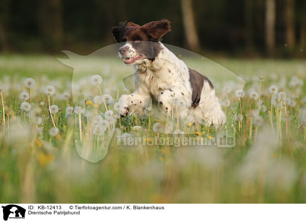 Drentsche Patrijshund / KB-12413