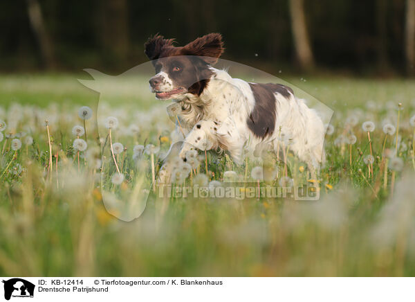 Drentsche Patrijshund / KB-12414