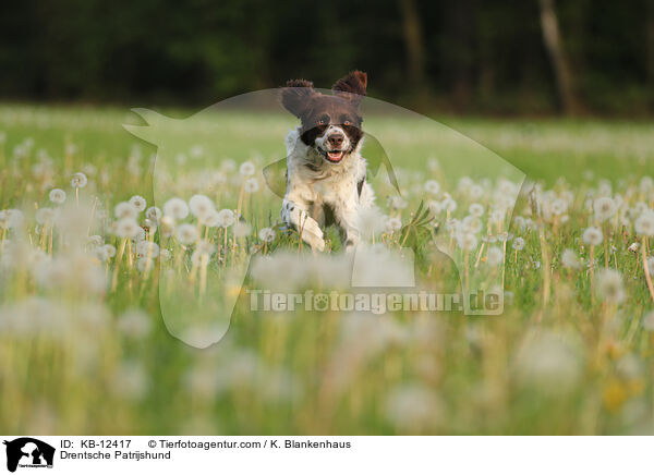 Drentsche Patrijshund / KB-12417
