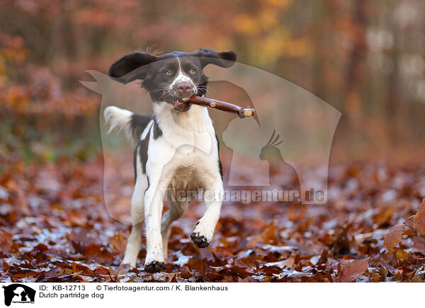 Dutch partridge dog / KB-12713
