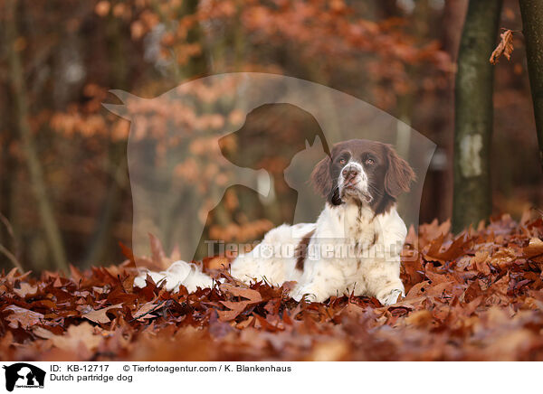 Drentsche Patrijshond / Dutch partridge dog / KB-12717