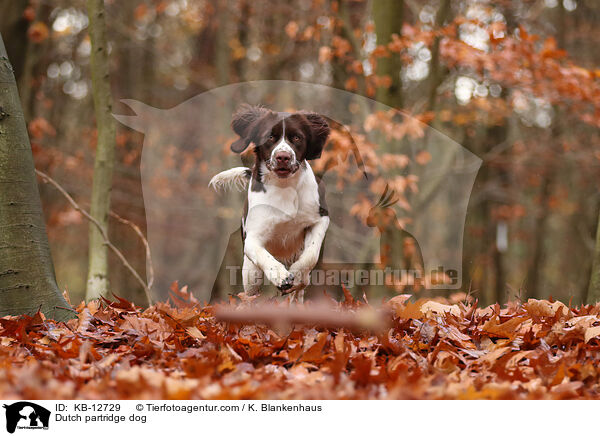 Dutch partridge dog / KB-12729