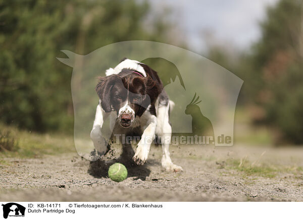 Dutch Partridge Dog / KB-14171