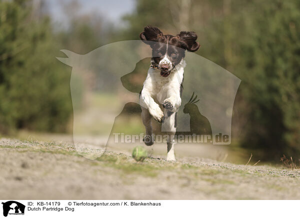 Dutch Partridge Dog / KB-14179