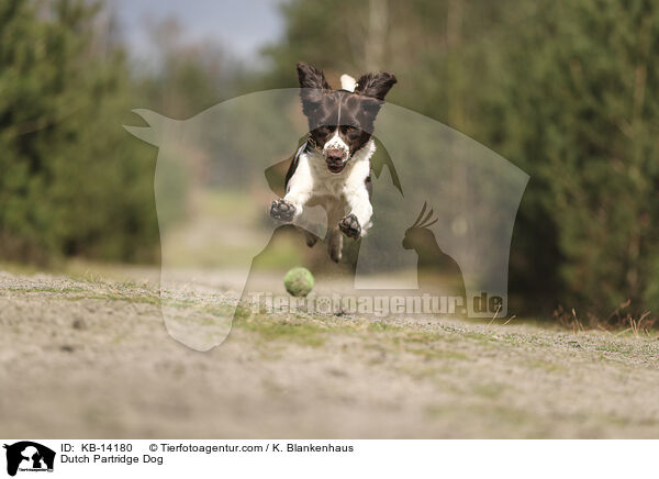 Dutch Partridge Dog / KB-14180