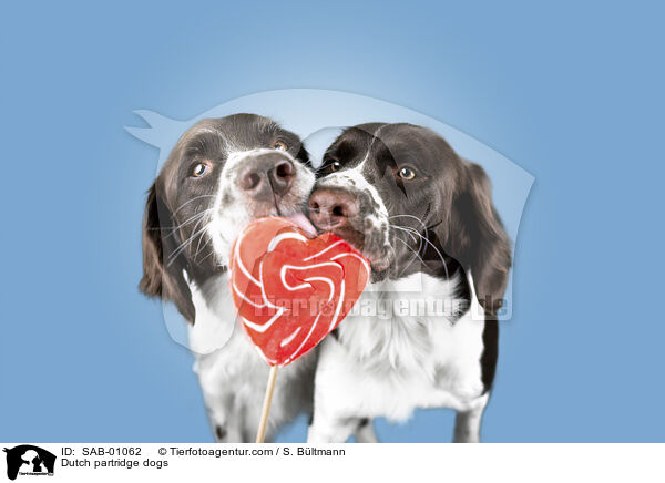 Dutch partridge dogs / SAB-01062