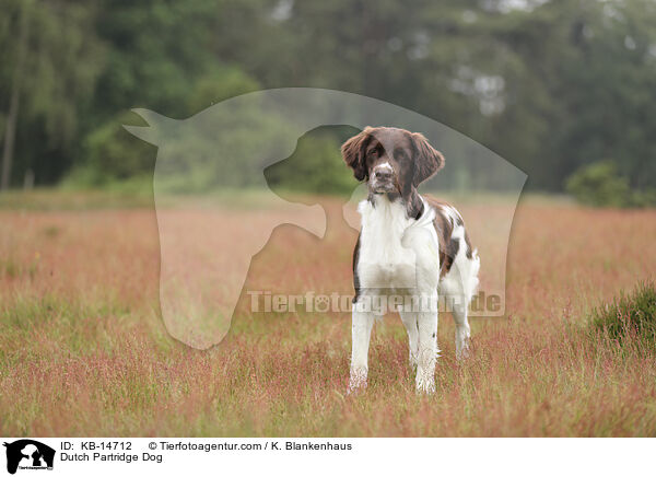 Dutch Partridge Dog / KB-14712