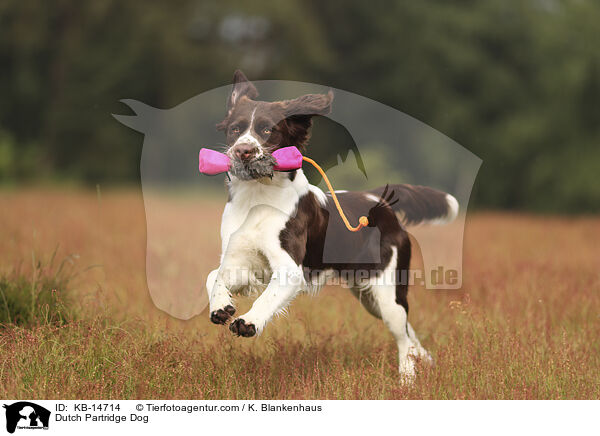 Dutch Partridge Dog / KB-14714