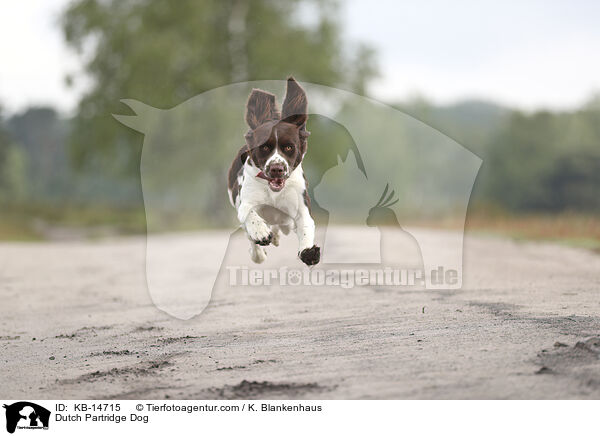Dutch Partridge Dog / KB-14715