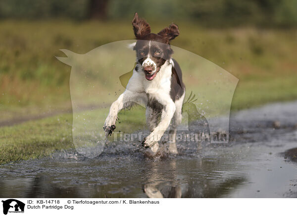 Dutch Partridge Dog / KB-14718